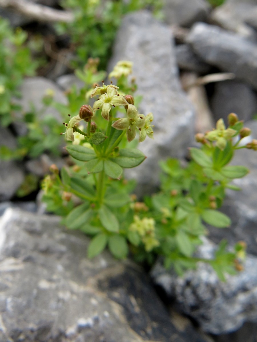 Изображение особи Galium tianschanicum.