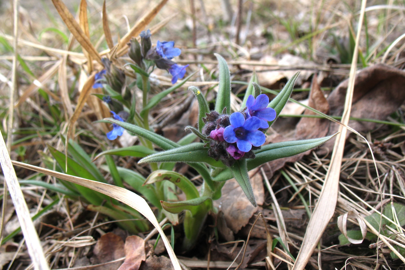 Image of Pulmonaria angustifolia specimen.
