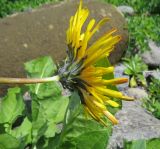 Taraxacum ceratophorum. Соцветие. Курильские о-ва, о. Шиашкотан, каменистая береговая линия. 16.08.2019.