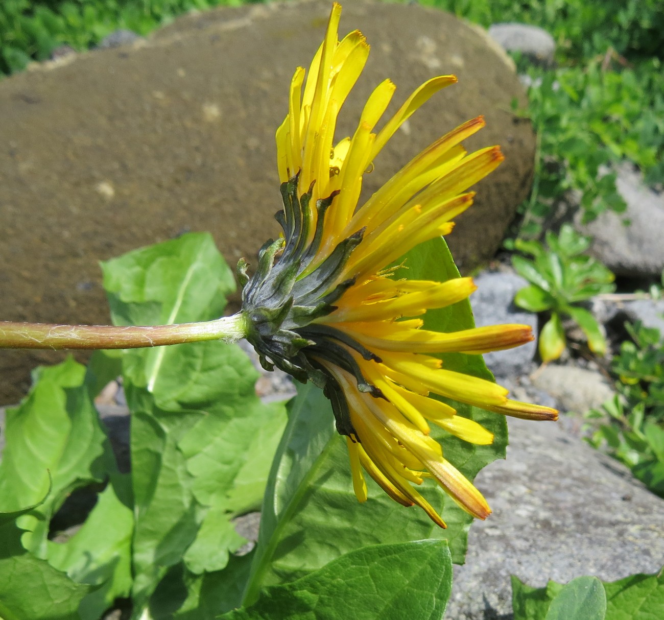 Image of Taraxacum ceratophorum specimen.