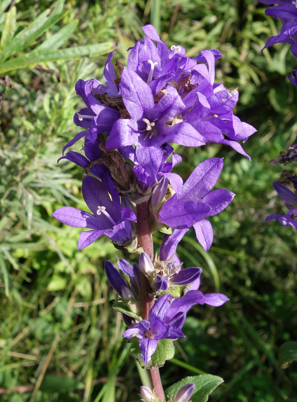 Image of Campanula cephalotes specimen.