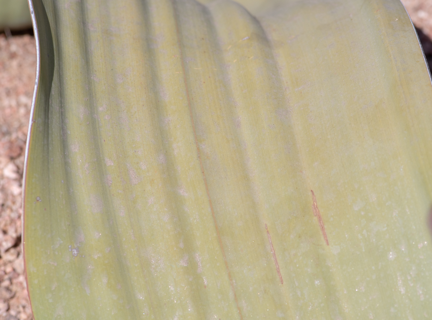 Image of Welwitschia mirabilis specimen.