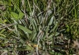 Omalotheca supina