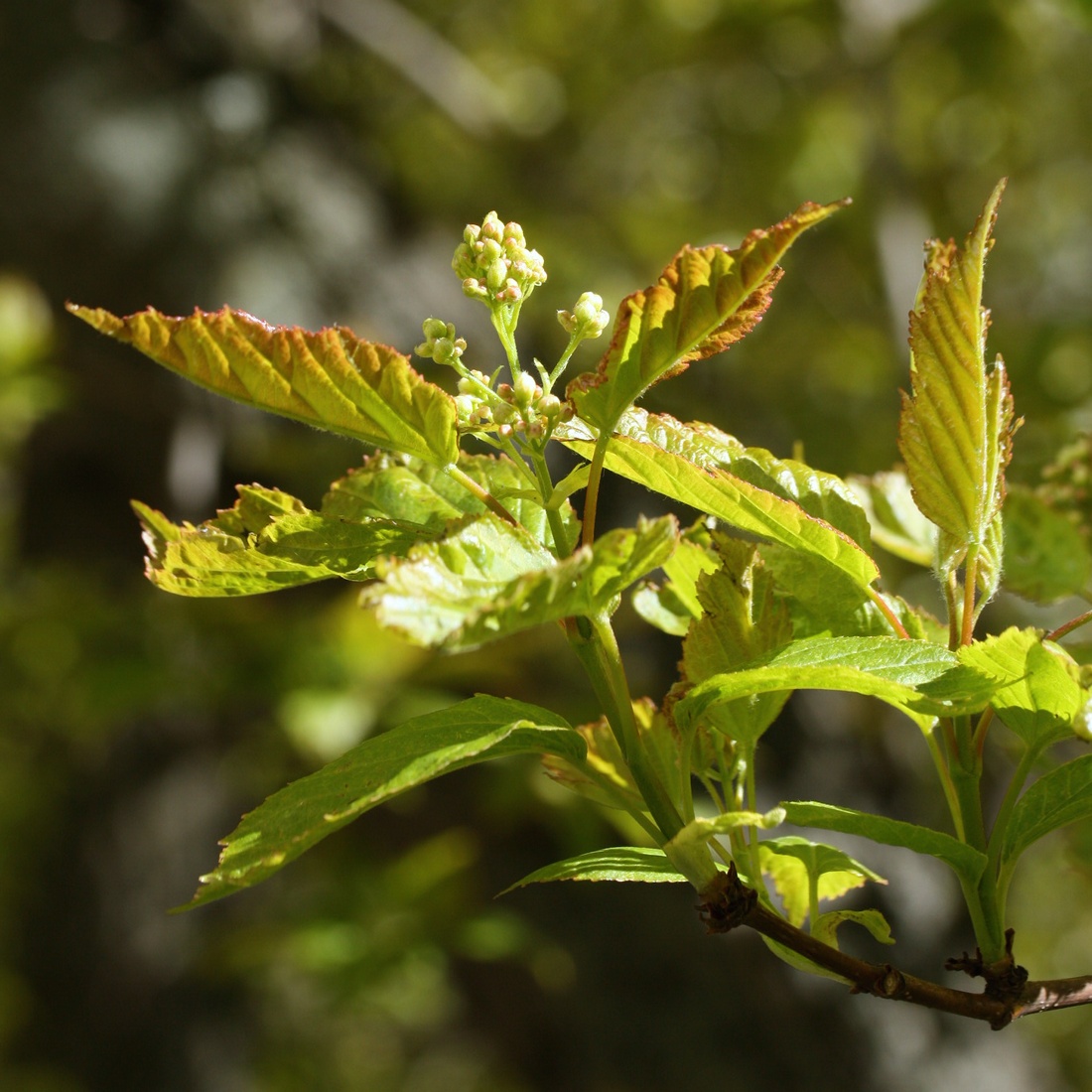 Image of Acer ginnala specimen.