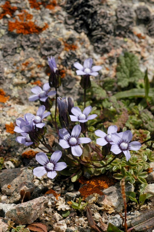 Image of Comastoma falcatum specimen.