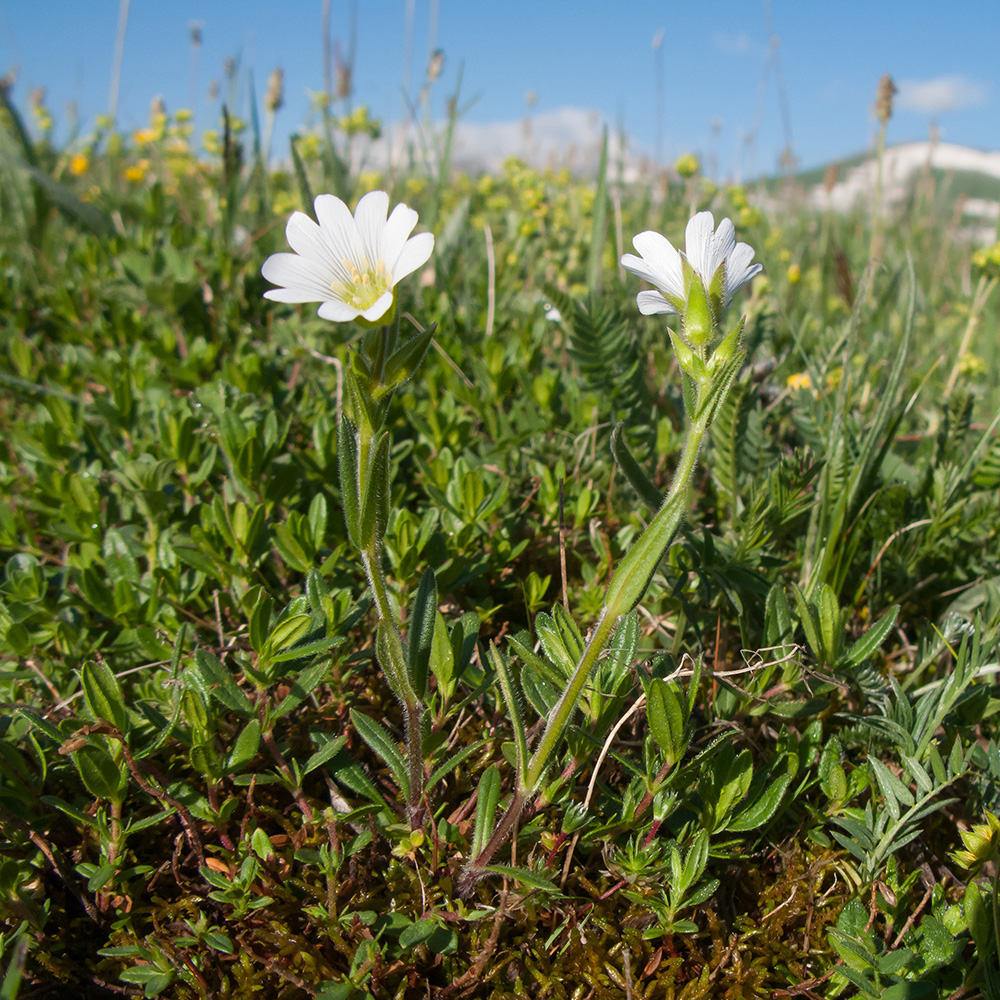 Image of Cerastium purpurascens specimen.