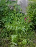 Silybum marianum