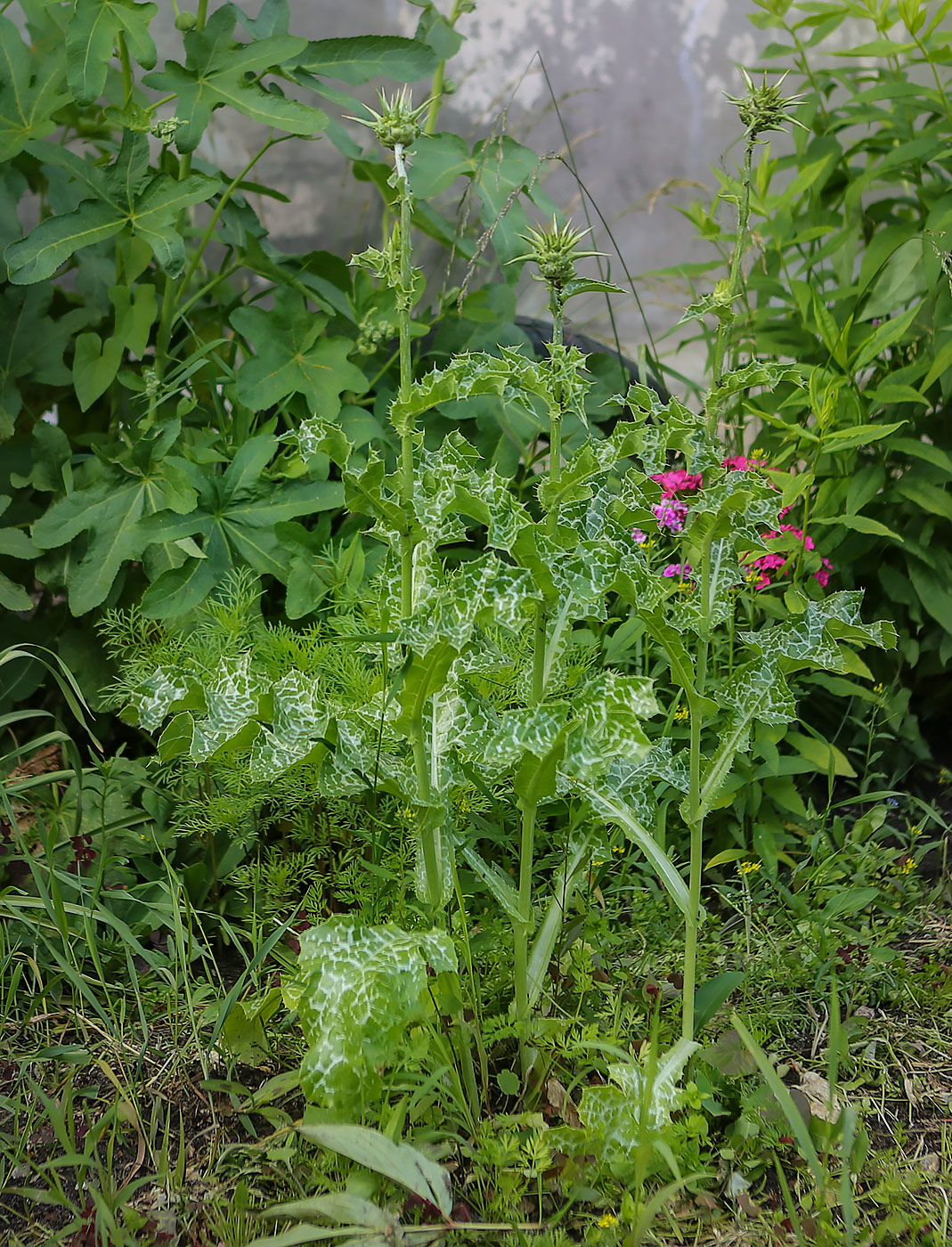 Изображение особи Silybum marianum.