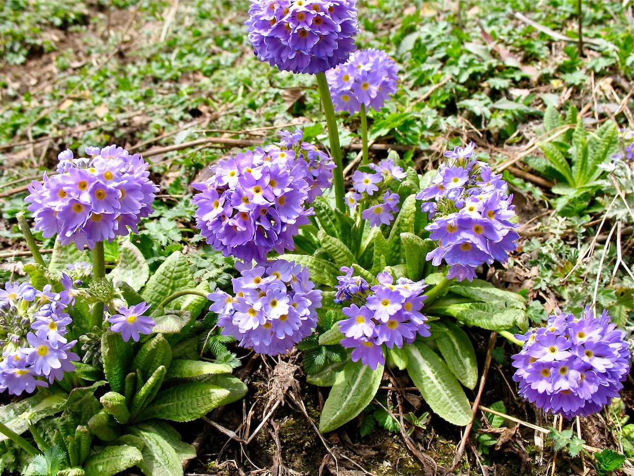 Изображение особи Primula denticulata.