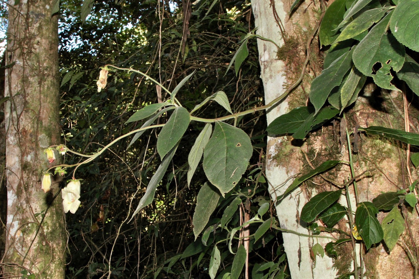 Image of Kohleria tigridia specimen.