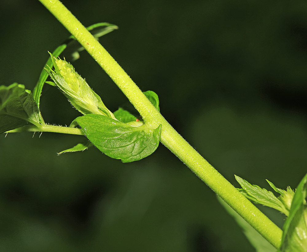 Image of Agrimonia granulosa specimen.