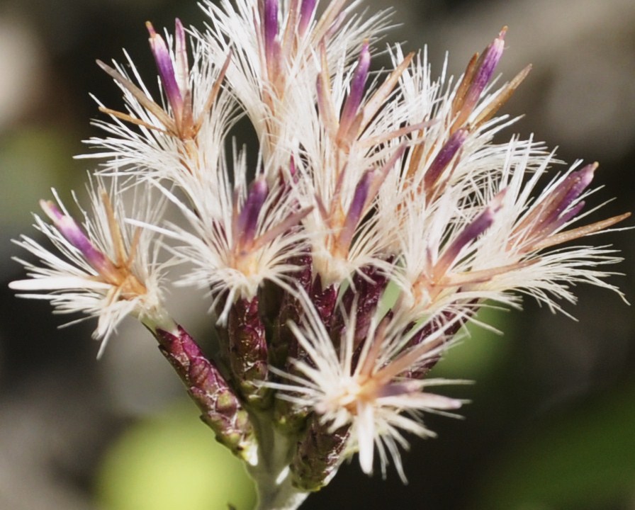 Изображение особи Staehelina uniflosculosa.