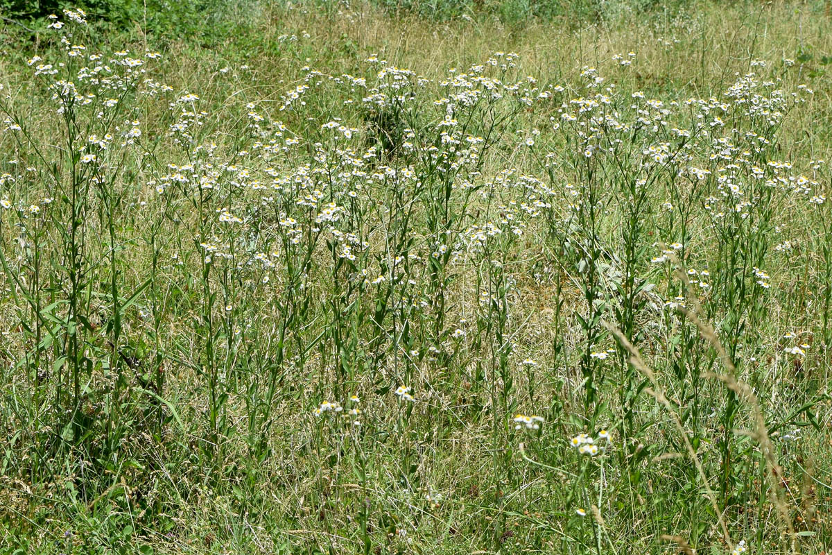 Image of Erigeron annuus specimen.