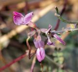 Coronilla viminalis. Соцветие с отцветающими цветками и завязавшимся плодом. Испания, автономное сообщество Канарские о-ва, о-в Фуэртевентура, провинция Las Palmas, муниципалитет Pajara, пос. La Lajita, \"Оазис-Парк\", ботанический сад, reserva de plantas autocnonas. 08.06.2019.