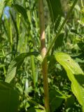 Epilobium hirsutum. Часть стебля с листьями и основаниями пазушных побегов. Тверская обл., Кимрский р-н, в овраге возле асфальтированной дороги между г. Дубна и дер. Клетино. 07.08.2020.