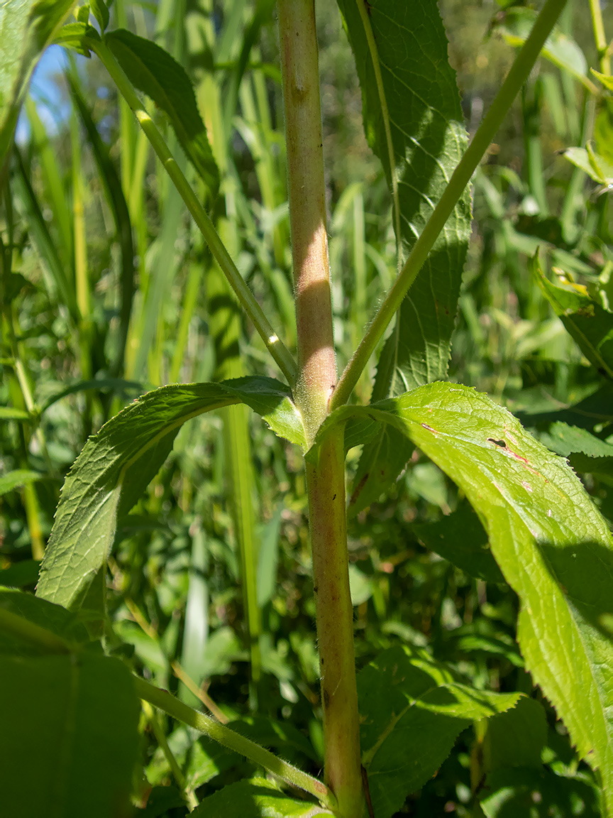 Image of Epilobium hirsutum specimen.