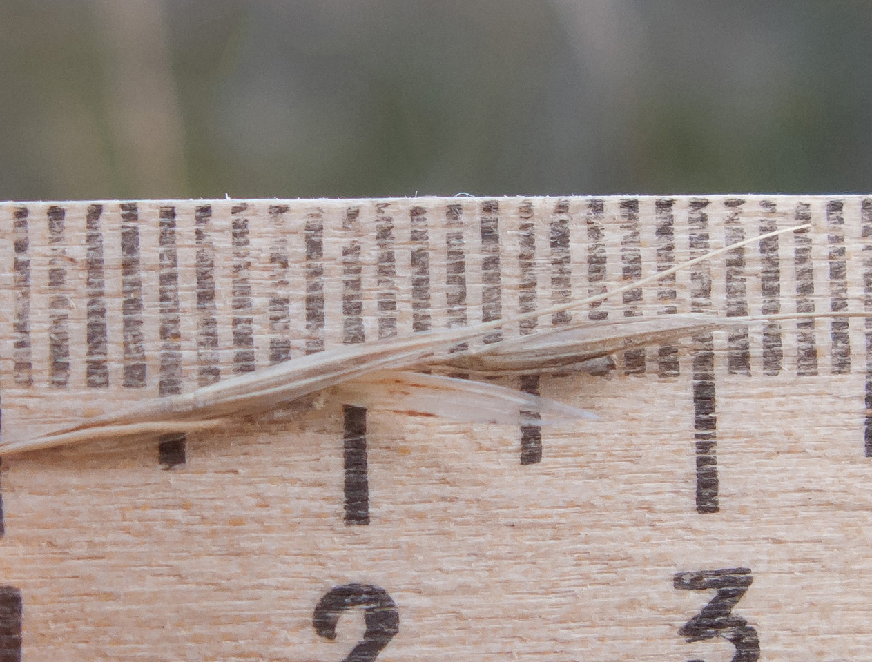 Image of Achnatherum bromoides specimen.