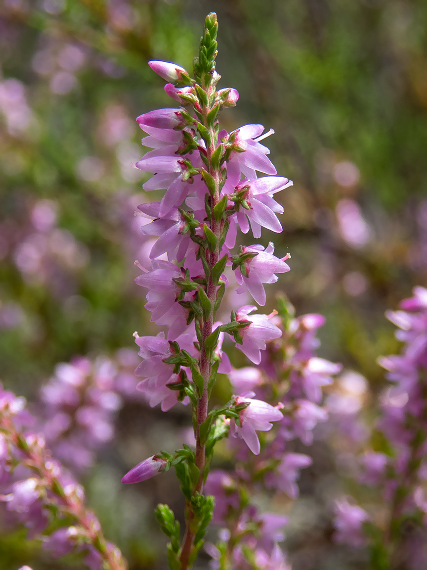 Image of Calluna vulgaris specimen.