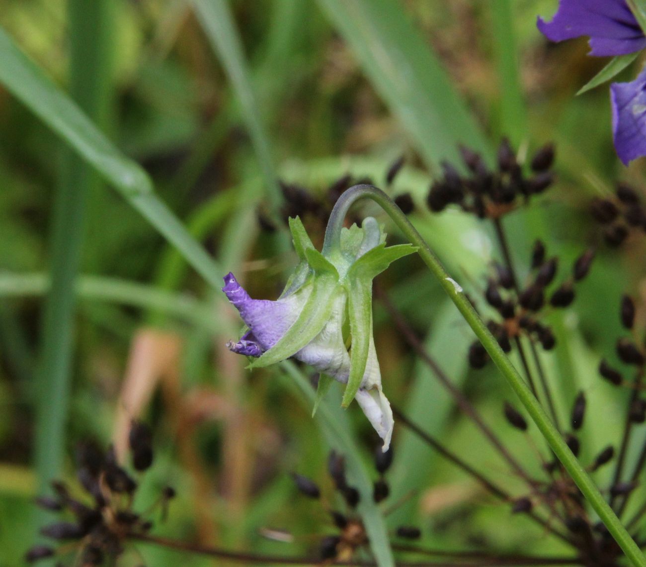 Image of Viola tricolor specimen.