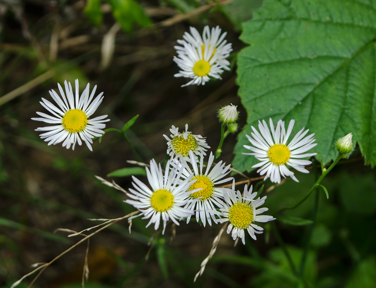 Image of Erigeron annuus specimen.