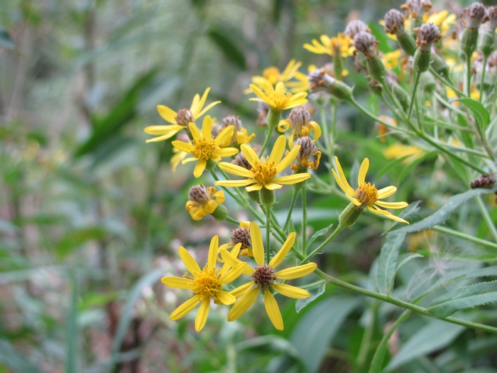Image of Senecio sarracenicus specimen.