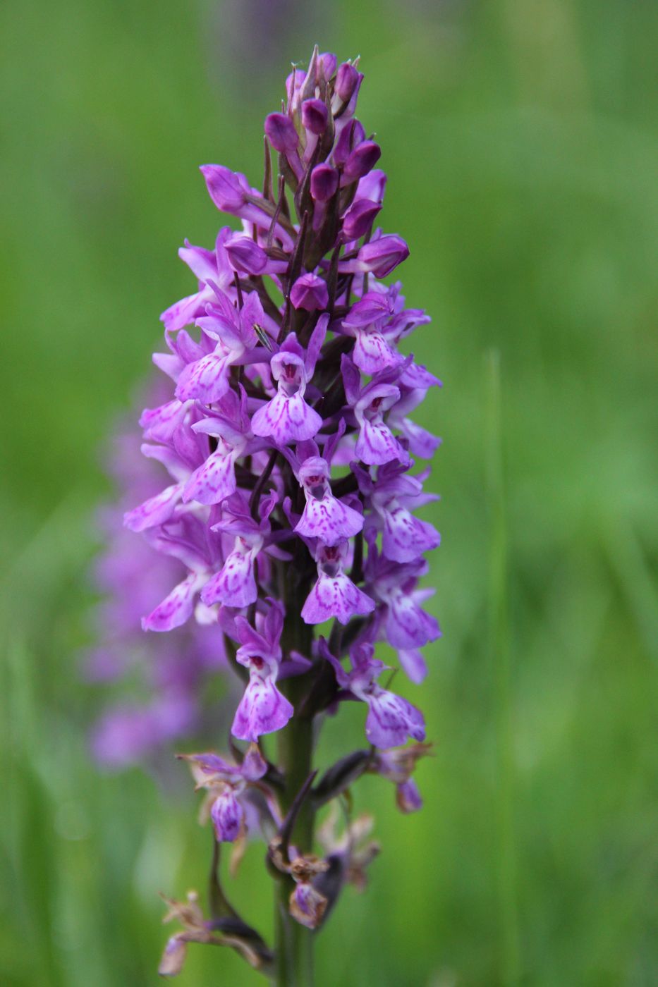 Image of Dactylorhiza umbrosa specimen.