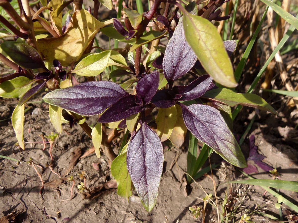 Image of Ocimum basilicum specimen.