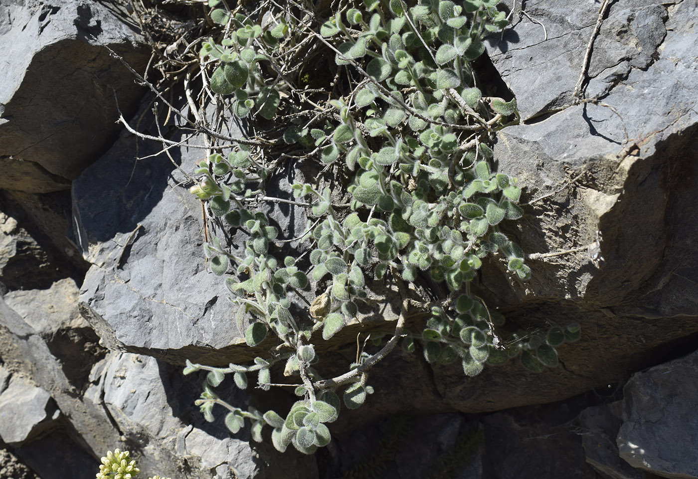 Изображение особи Antirrhinum molle.