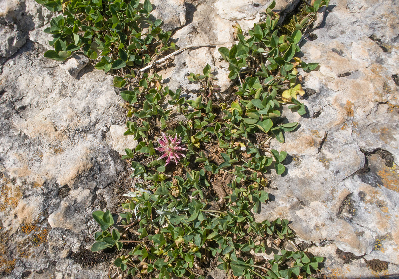 Image of Trifolium ambiguum specimen.