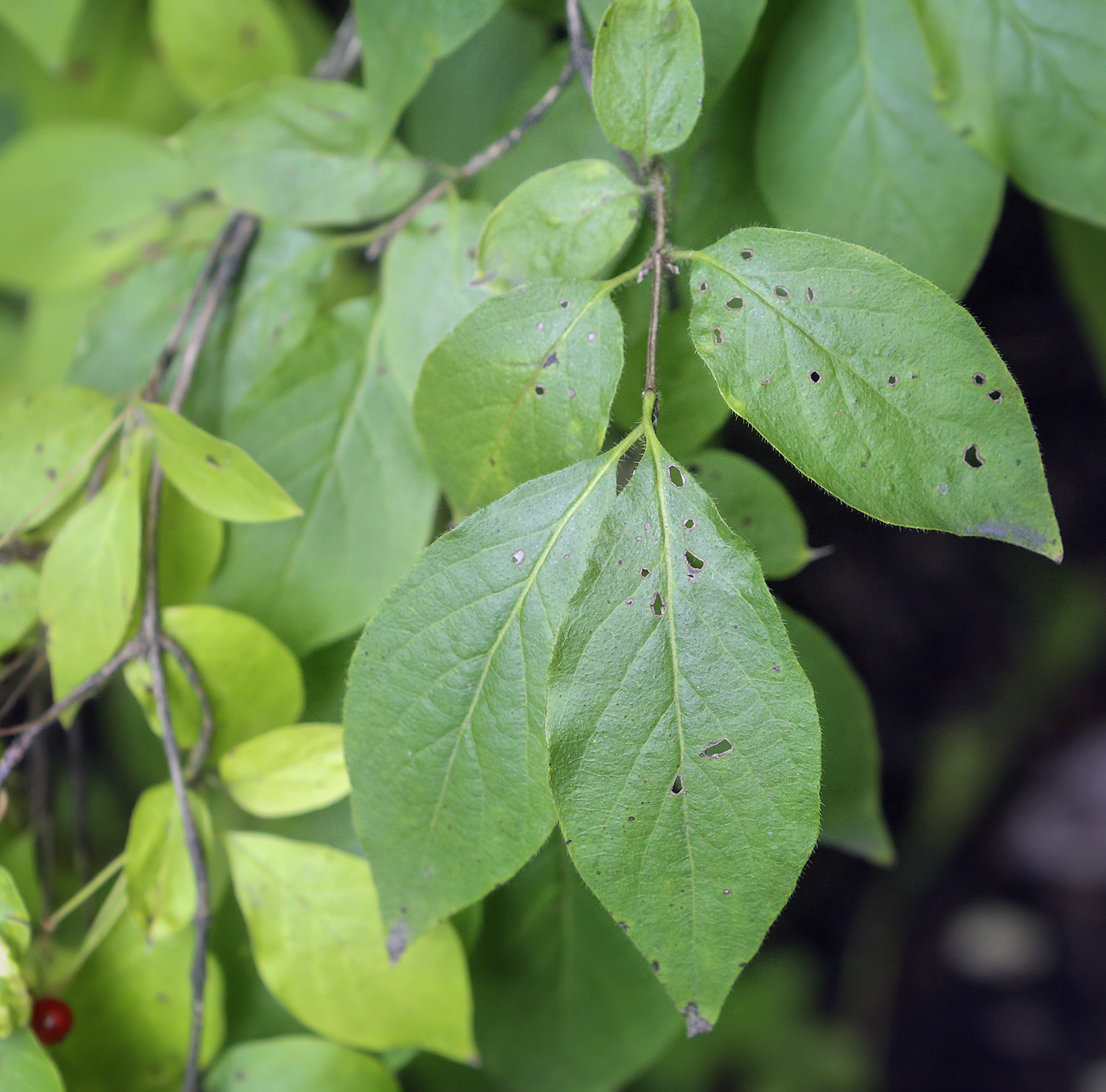 Image of Lonicera chrysantha specimen.