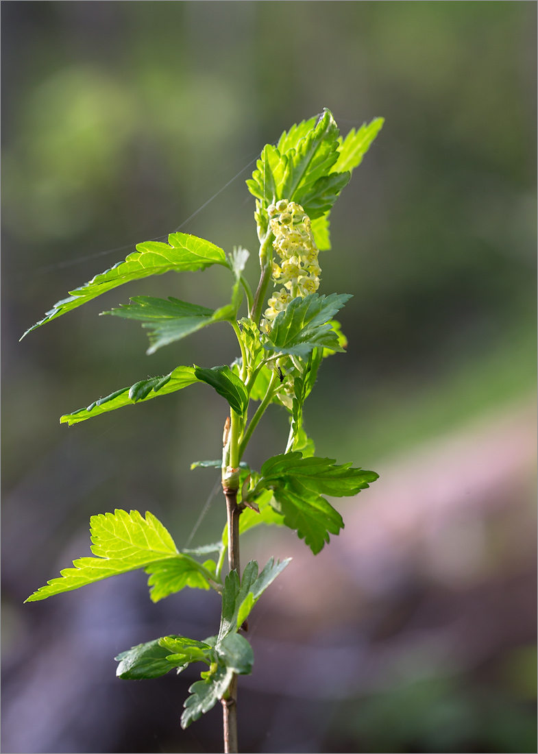 Изображение особи Ribes alpinum.