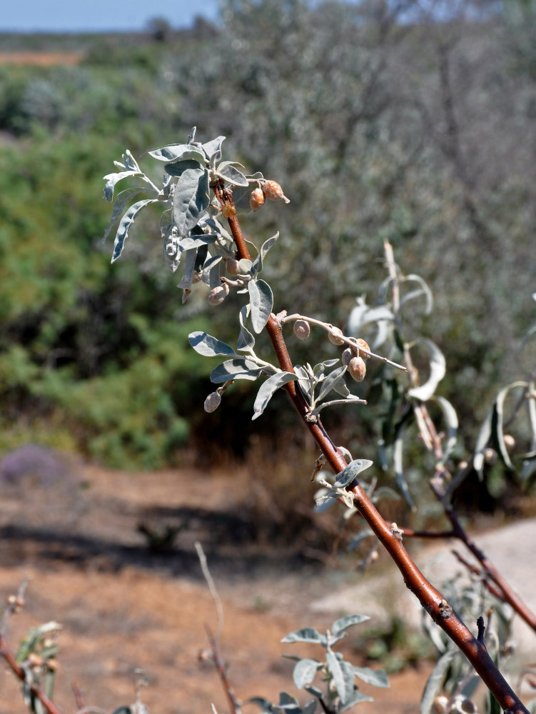 Image of Elaeagnus angustifolia specimen.