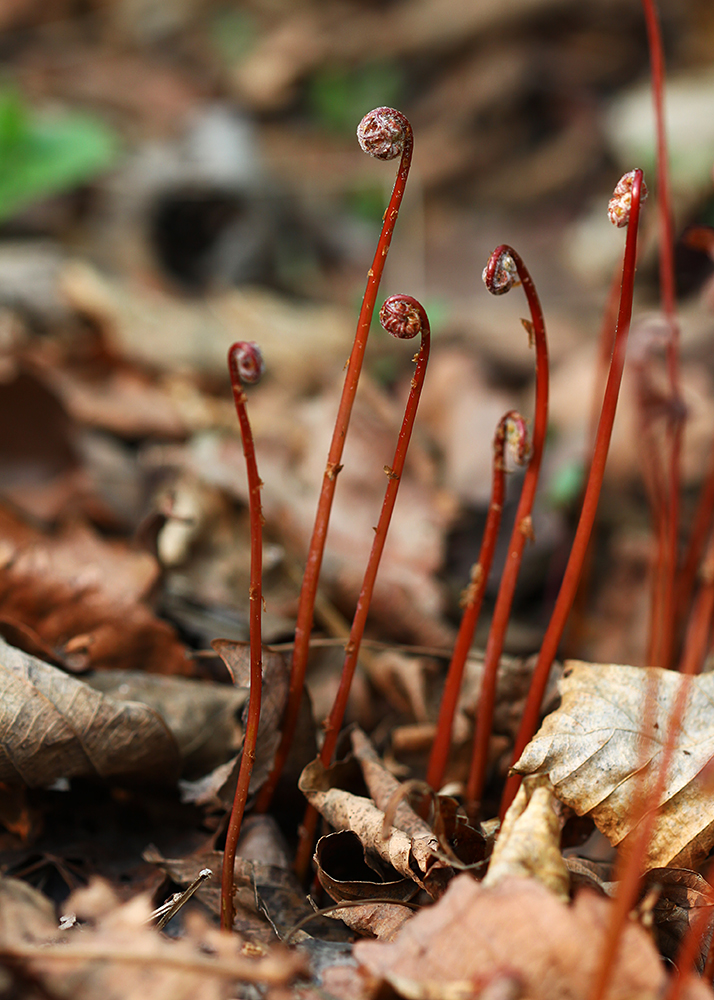 Изображение особи Onoclea sensibilis.