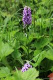 Dactylorhiza baltica. Верхушка цветущего растения. Тульская обл., окр. пос. Дубна, низина Овечья Губа. 04.07.2017.