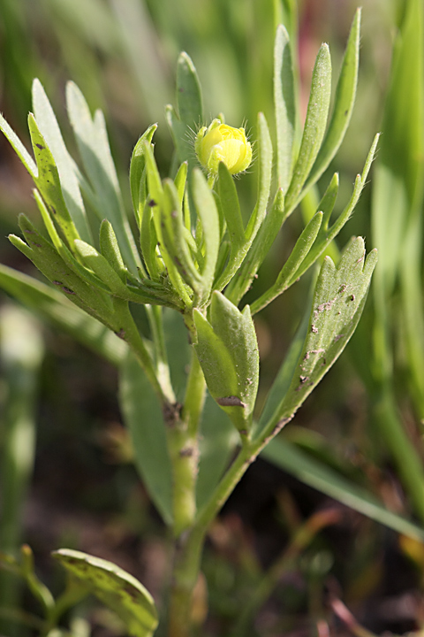 Image of Ranunculus arvensis specimen.