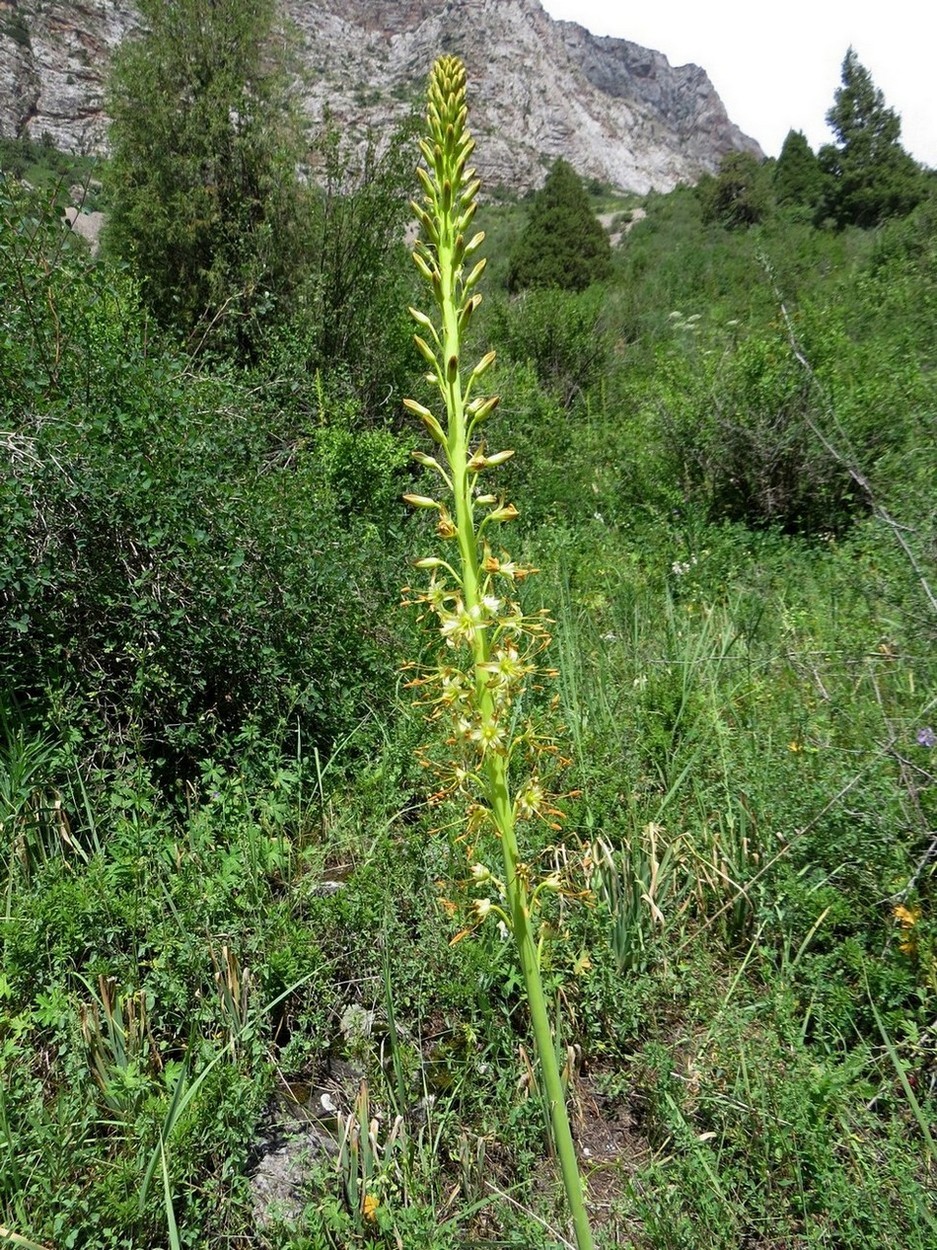 Изображение особи род Eremurus.