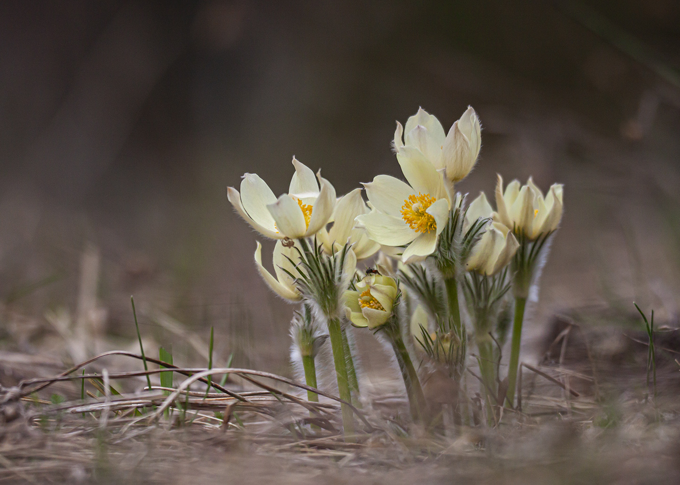 Image of Pulsatilla patens specimen.