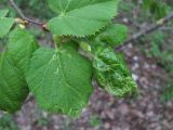 Tilia begoniifolia. Верхушка побега с поражёнными молодыми листьями. Краснодарский край, Абинский р-н, ст-ца Холмская, приречный лес. 15.04.2020.