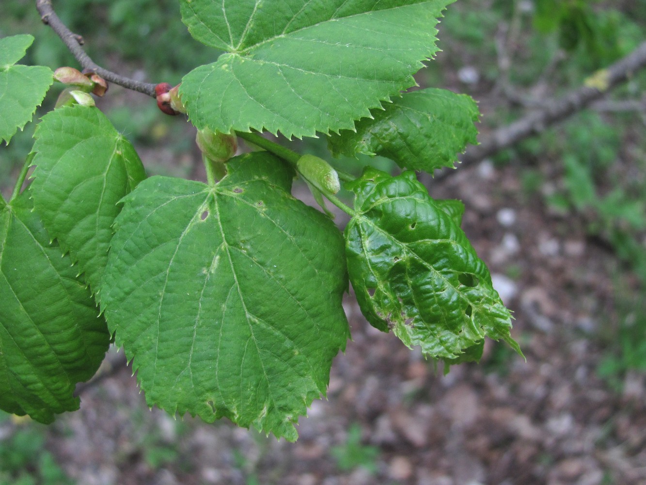 Изображение особи Tilia begoniifolia.