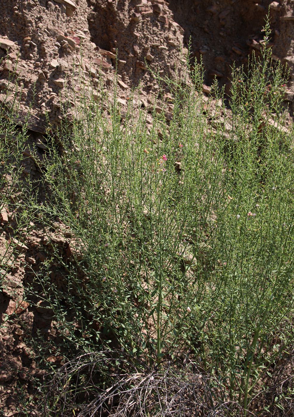 Image of Alhagi pseudalhagi specimen.