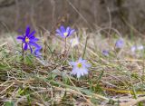 Anemone banketovii. Цветущие растения. Краснодарский край, Крымский р-н, окр. станицы Неберджаевская, ур. Глубокий Яр, дубово-грабовый лес. 27.03.2021.