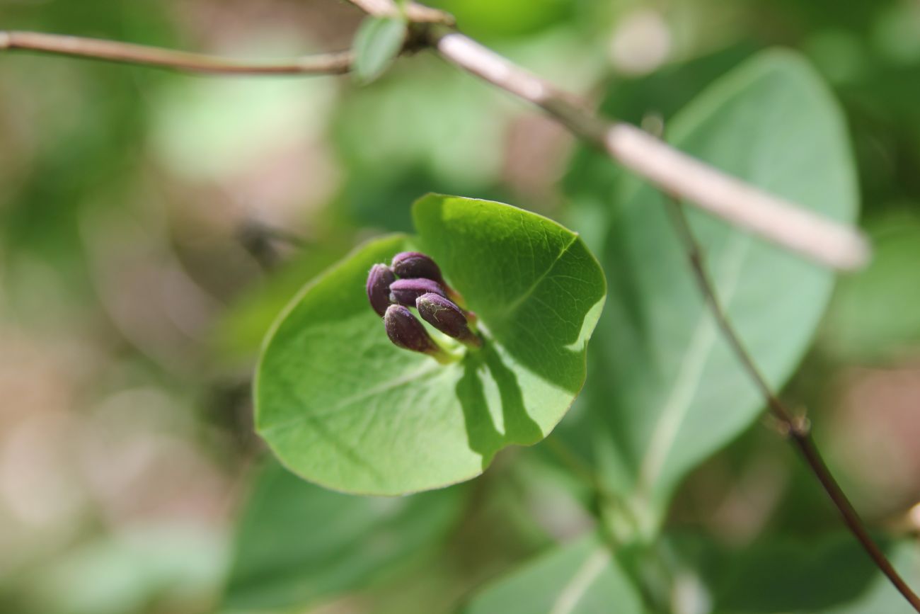 Image of Lonicera caprifolium specimen.
