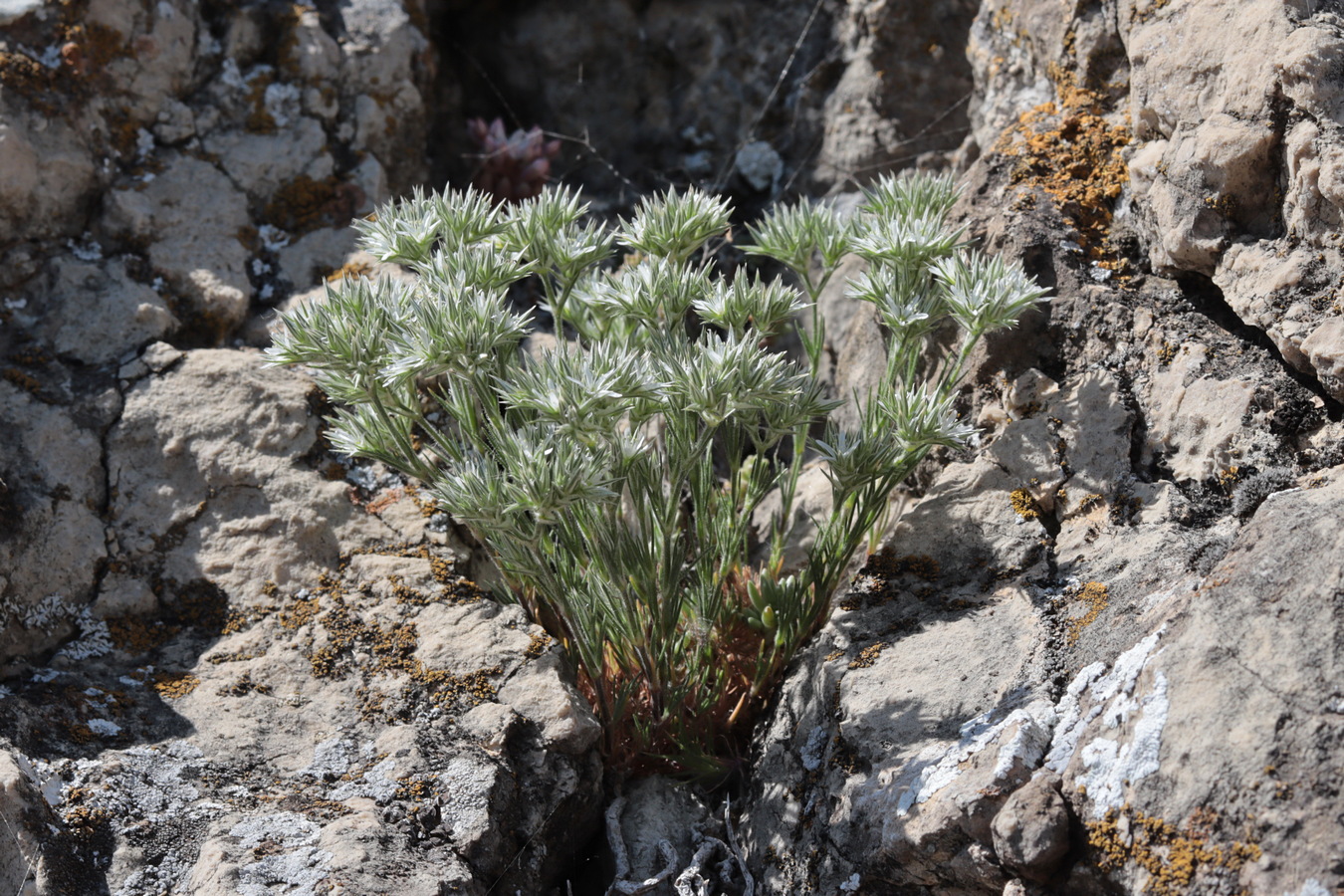 Image of Minuartia glomerata specimen.