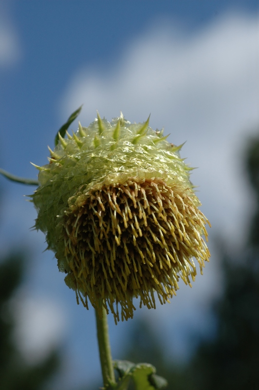 Image of Alfredia cernua specimen.