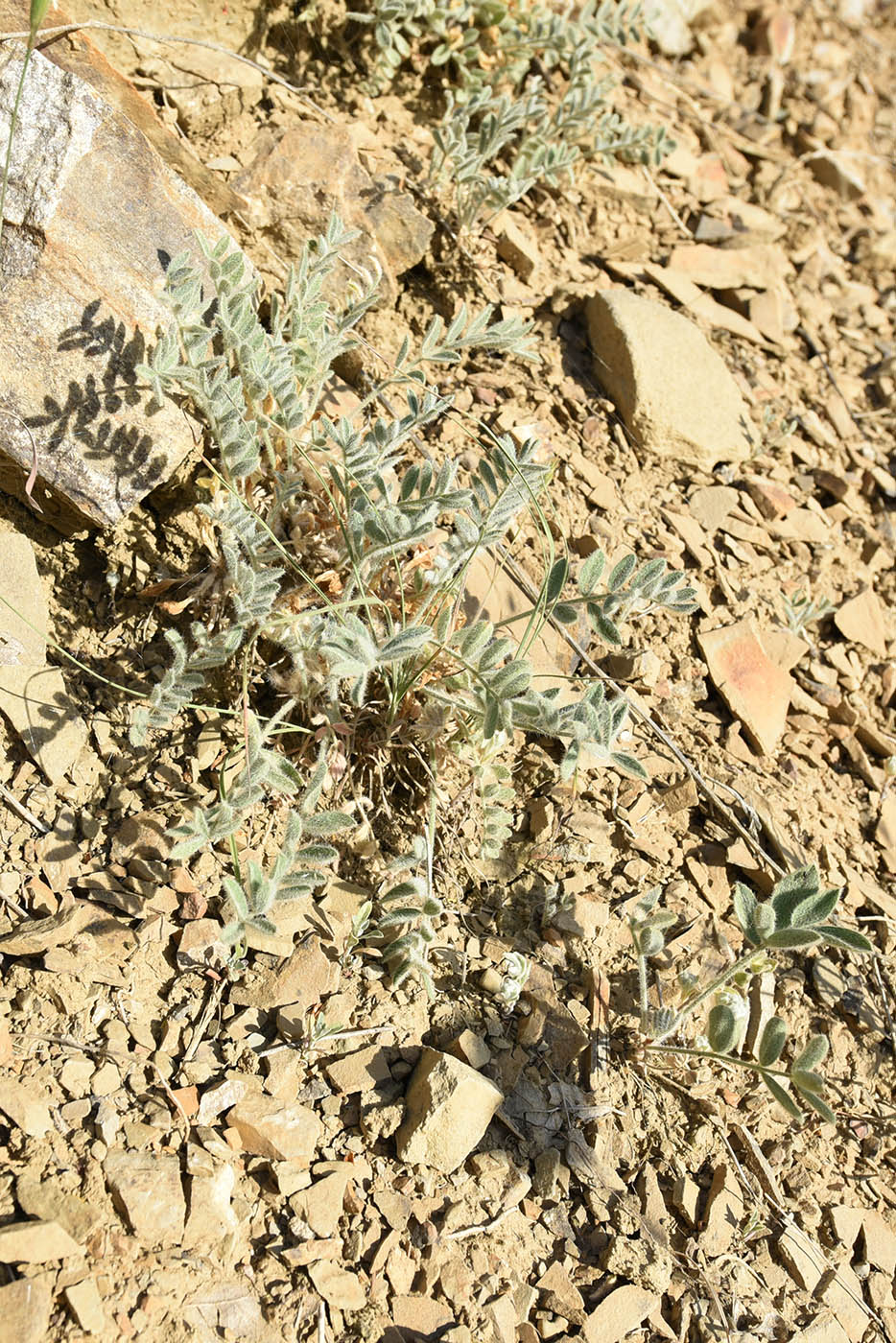 Изображение особи Astragalus rupifragus.