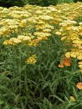 genus Achillea. Верхушки цветущих растений. Германия, г. Дортмунд, Westfalenpark. Июль.