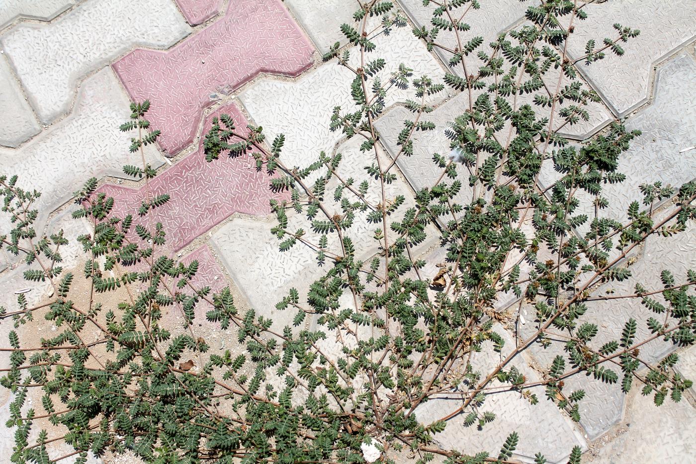 Image of Tribulus terrestris specimen.