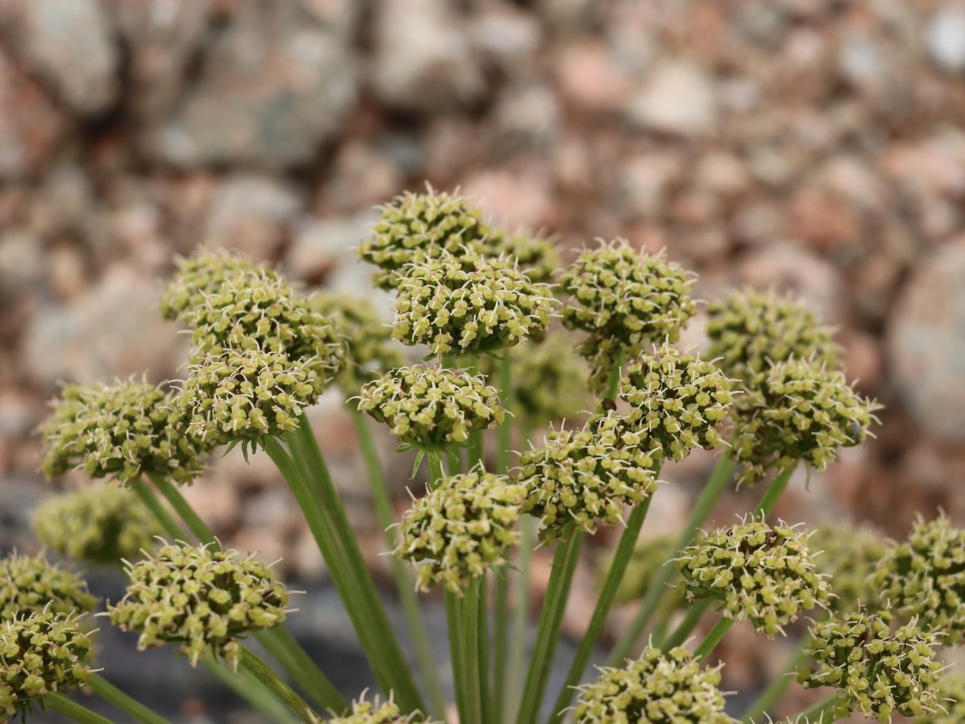Изображение особи Archangelica brevicaulis.