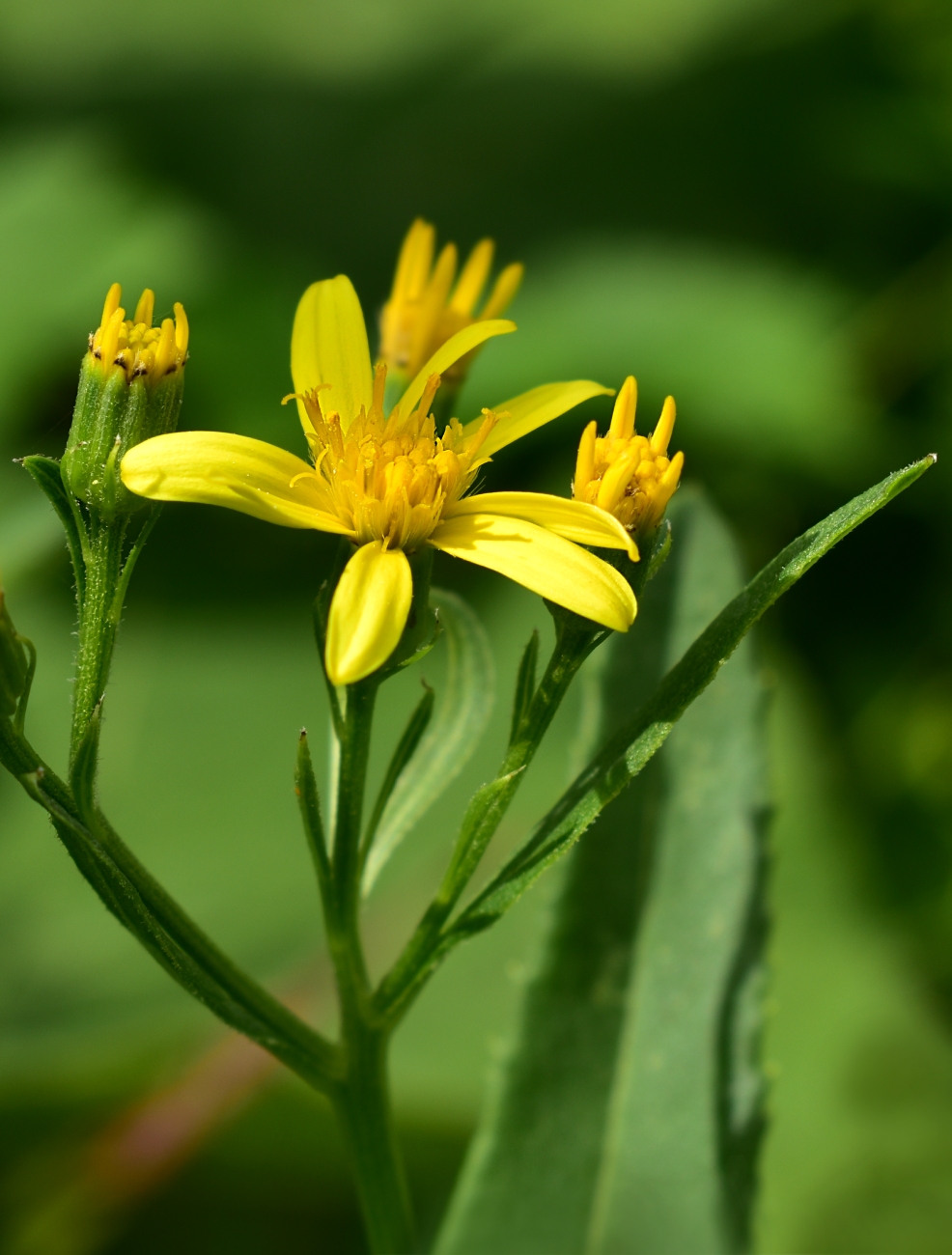 Изображение особи Senecio sarracenicus.