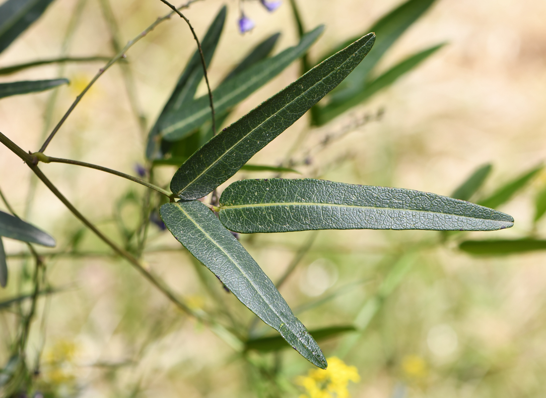 Изображение особи Hardenbergia comptoniana.